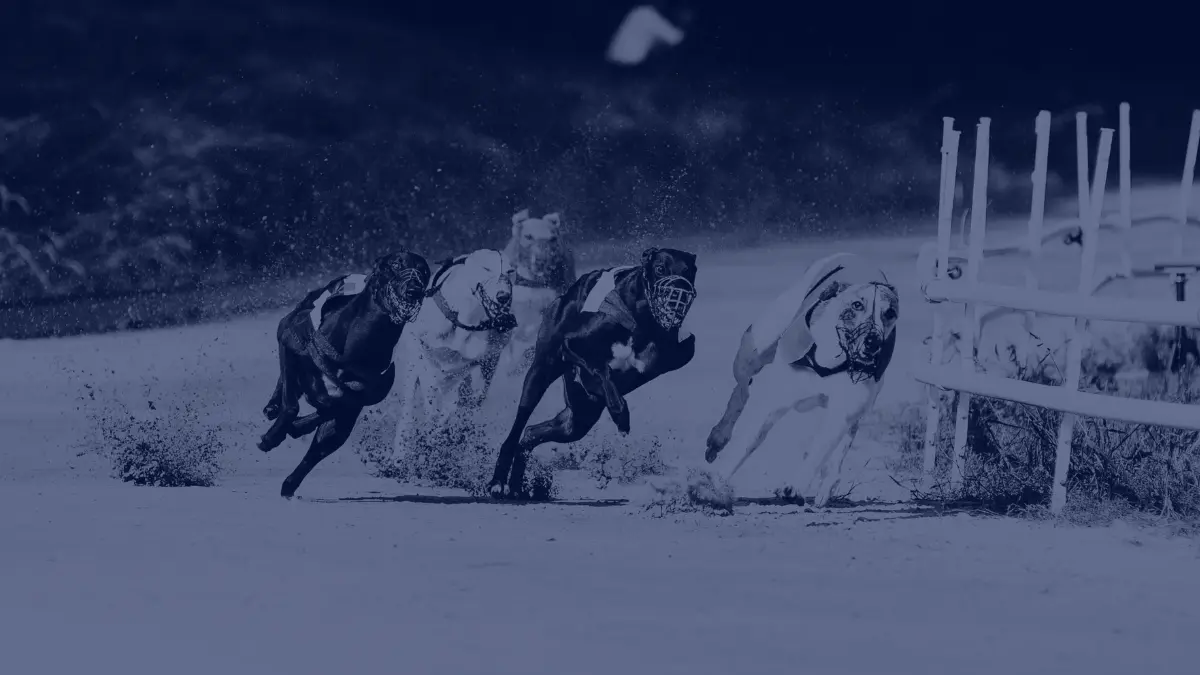 How to place bets on greyhounds?